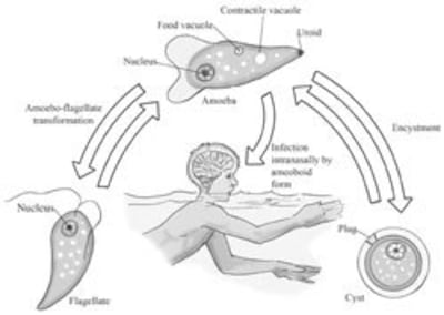 Sơ đồ quá trình lây nhiễm virus Naegleria fowleri. Courtesy mscd.edu