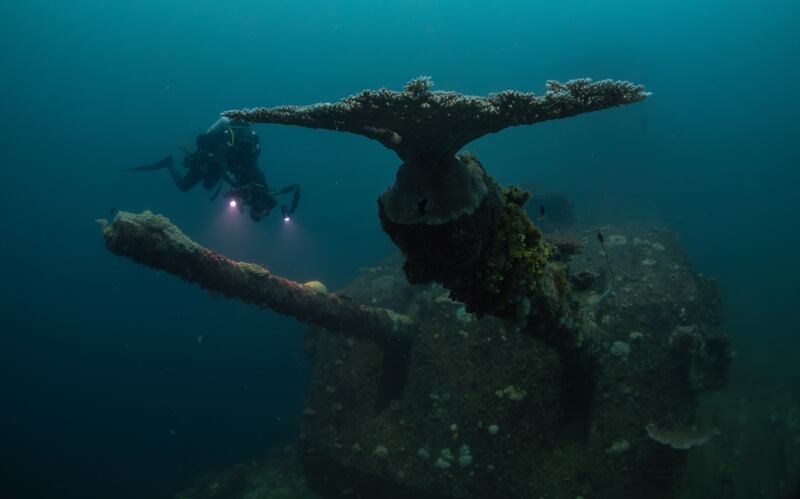 Decades after nuclear tests, reef teems with corals, fish, apex predators