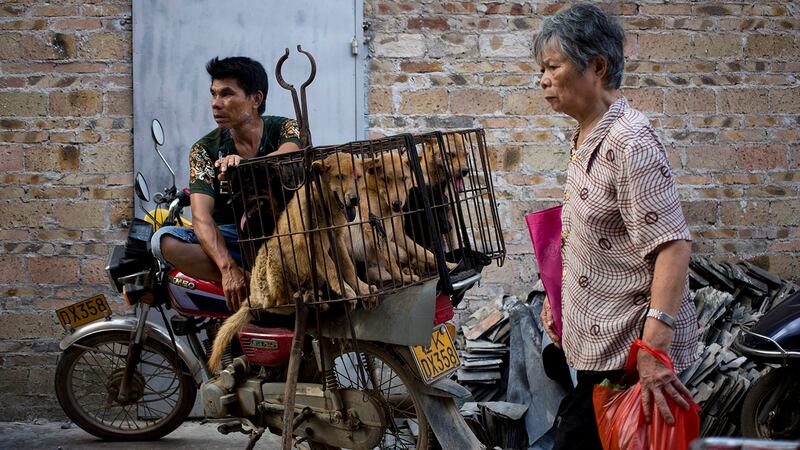 中国是流浪狗大国，也是狂犬病高发国。（美联社）