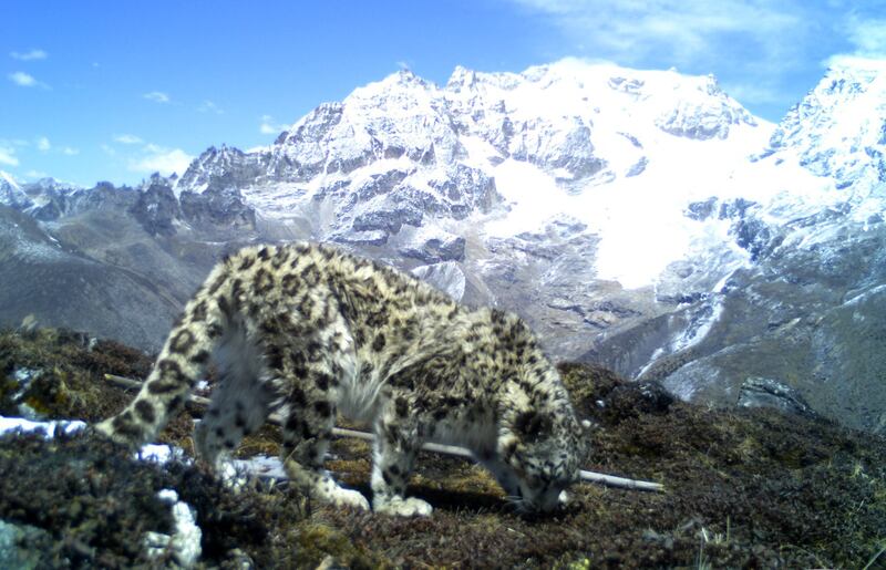 ENG_ENV_SnowLeopardIndia_02092024.3.jpg