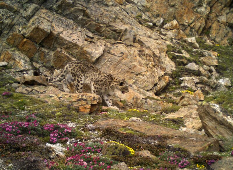 ENG_ENV_SnowLeopardIndia_02092024.2.jpg