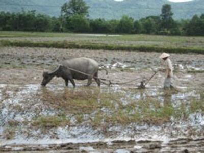 Nông dân Việt Nam vùng sâu, vùng cao dùng trâu cày ruộng, ảnh chụp hôm 5 tháng 2 năm 2005. RFA PHOTO / Uyên Nguyên.