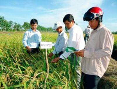 Đại biểu tham quan các giống lúa được trồng khảo nghiệm tại Trung tâm giống nông nghiệp Hậu Giang. 