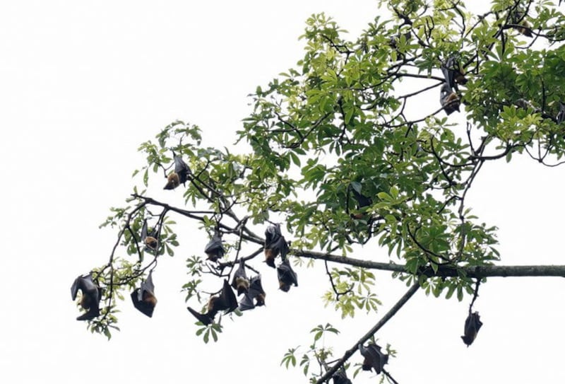 Indian flying foxes or fruit bats, which transmit the Nipah virus to humans, roost in a tree near the city of Thottilpalam, in the southern state of Kerala, India, Sept. 30, 2023. (Sreekanth Sivadasn/Reuters)