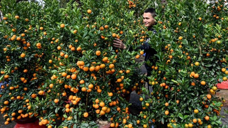 A man checks kumquat trees for sale on a street in Hanoi, Vietnam, Feb. 5, 2024. (Nhac Nguyen/AFP)