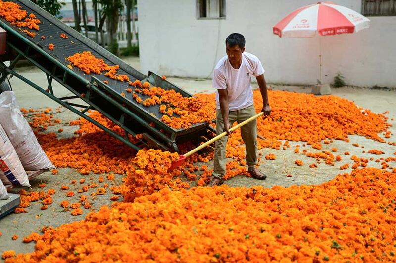 A man collects marigold (Tagetes) flowers outside Yarkant in northwestern China's Xinjiang region. Credit: Pedro PARDO / AFP