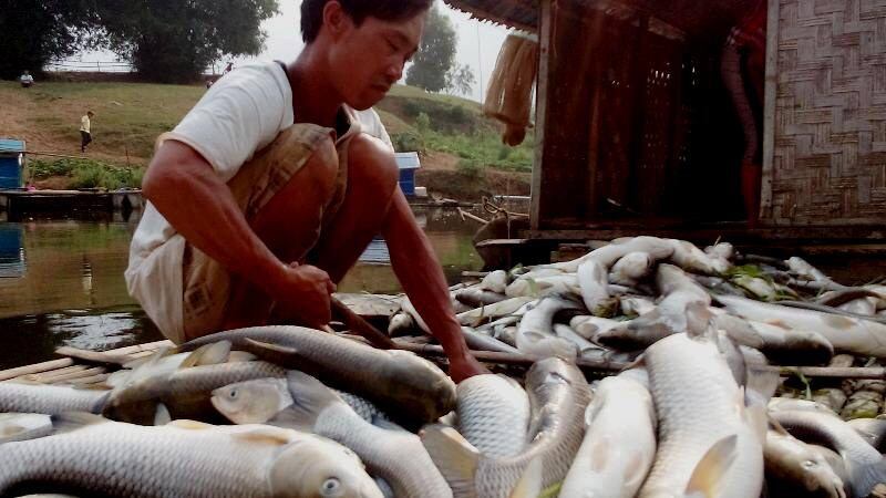 Cá nuôi lồng chết hàng loạt trên sông Bưởi, Thanh Hóa.  