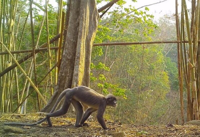 This 2020 photo of Trachypithecus popa, Popa langur, was taken using camera traps in a Myanmar wildlife sanctuary. Courtesy of WWF