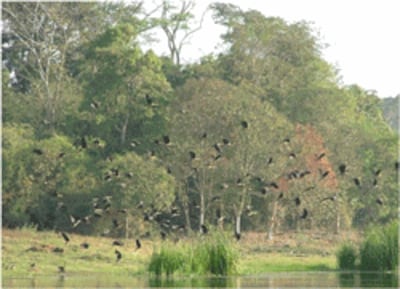 Chim ở rừng Cát Tiên. Photo courtesy of blog SavingCatTienNationalPark.