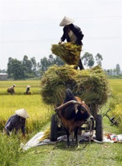 Vietnam-rice-farmer-200.jpg