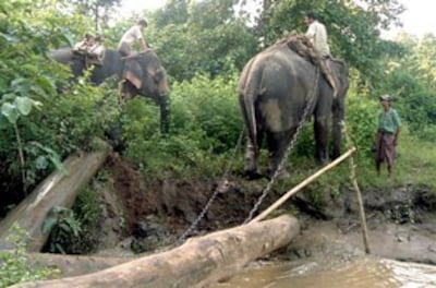 Nạn phá rừng bừa bãi xẩy ra khắp nơi. AFP