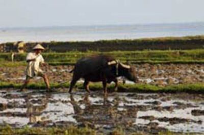 Một nông dân miền Bắc cùng với con trâu trên mảnh ruộng của mình. AFP photo