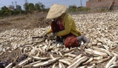 Một nông dân đang gọt khoai mì trên rẫy mì khô hạn tại Gia Lai ôm 12/3/2013. AFP