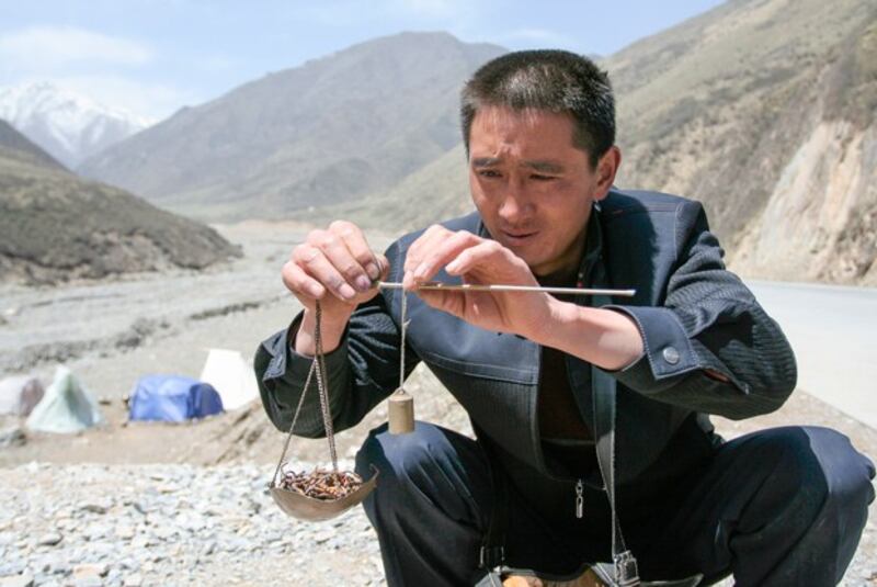 A local buyer weighs caterpillar fungus on Laji Mountain in Guide county in western China's Qinghai province, May 12, 2007. (Simon Zo/Reuters)