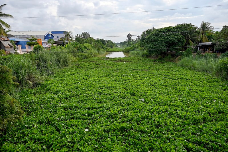 Overgrown vegetation in the Prek Ta Hing channel, where the proposed second phase of the Funan Techo canal is set to be built, in Kandal province, July 9, 2024. (Tang Chhin Sothy/AFP)