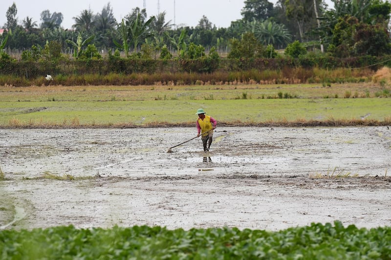 A farmer works in a paddy field in Can Tho city in southern Vietnam's Mekong Delta. Feb. 28, 2023. Credit: Nhac Nguyen/AFP