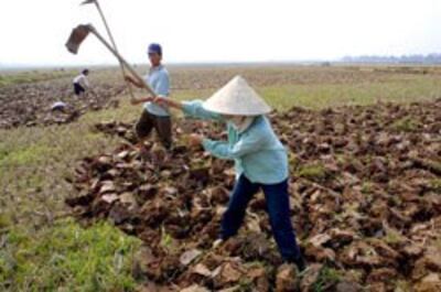 Nông dân cuốc đất chuẩn bị cho vụ mùa mới. AFP photo 