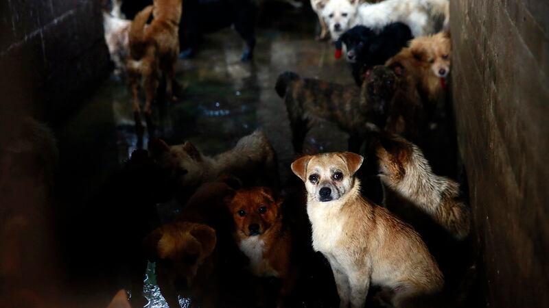 中国的犬只留验所是暗藏狂犬病的黑暗死角。（美联社）