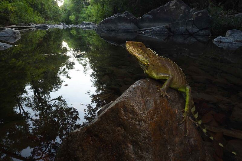 This undated photo shows a Chinese water dragon in Cambodia’s Virachey National Park.