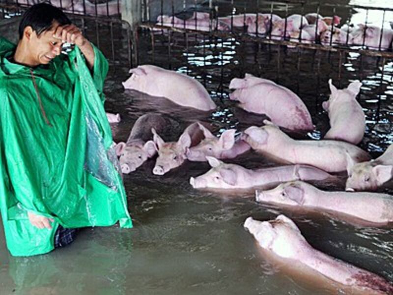 A Chinese worker wipes away sweat as he prepares to evacuate pigs from a flooded pig farm in Shucheng county, Liu'an city, east China's Anhui province, July 4, 2016.