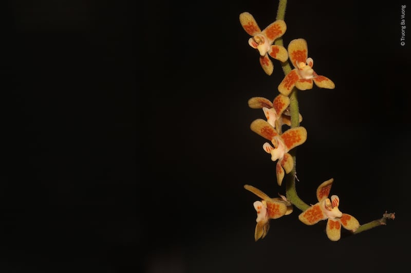 This undated photo released by World Wildlife Fund shows the recently discovered and critically endangered leafless orchid, Chiloschista quangdangii, that is only found near one village in northern Vietnam.