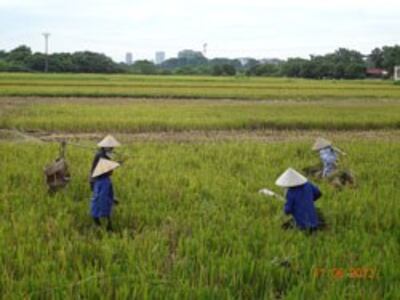 Nông nghiệp miền Bắc. RFA photo 