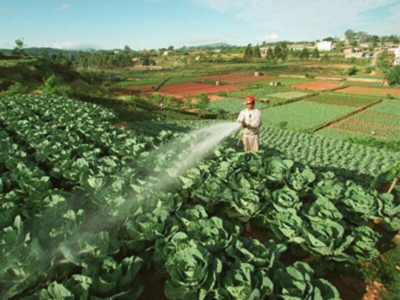 Một nông dân đang tưới rau ở Đà Lạt.