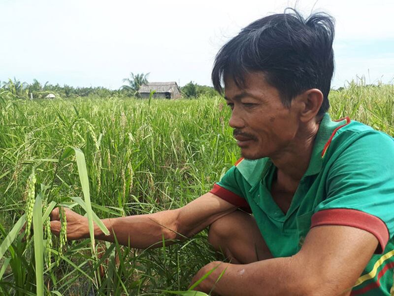 Nông dân xã Đại Hòa Lộc, huyện Bình Đại, tỉnh Bến Tre.