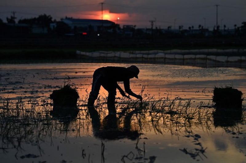 A farmer plants rice on a paddy field at sunset, just like countless farmers in north and central Vietnam plant in the dark during increasingly hot summers, Hanoi, July 1, 2023. Credit: Nhac Nguyen/AFP