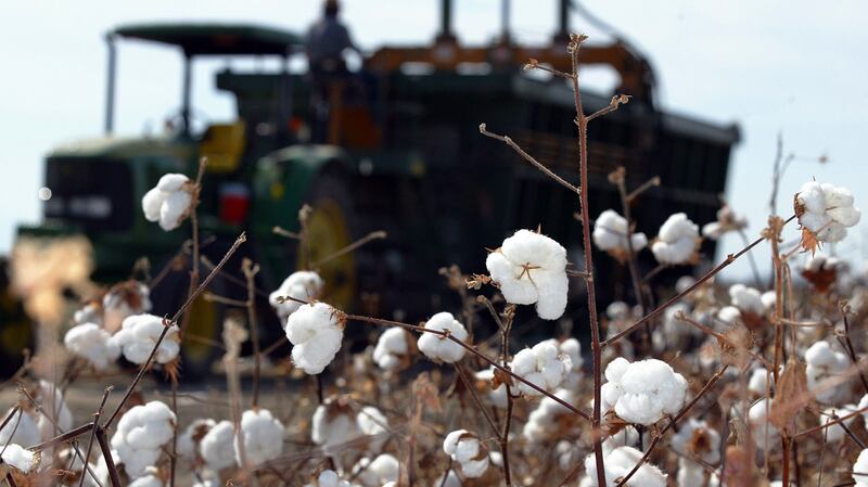 新疆是中国棉花生产重地，雪白棉絮藏匿人权剥削和环境戕害的阴影。（美联社）