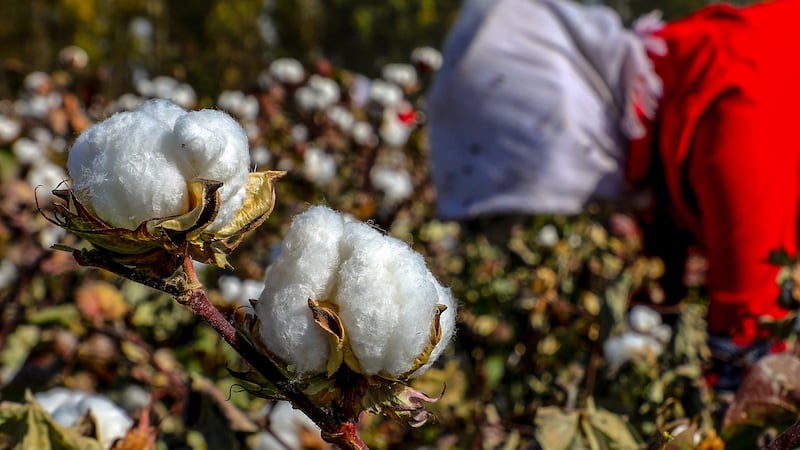 A farmer picks cotton in a field in Xinjiiang's Hami prefecture, Oct. 14, 2018.