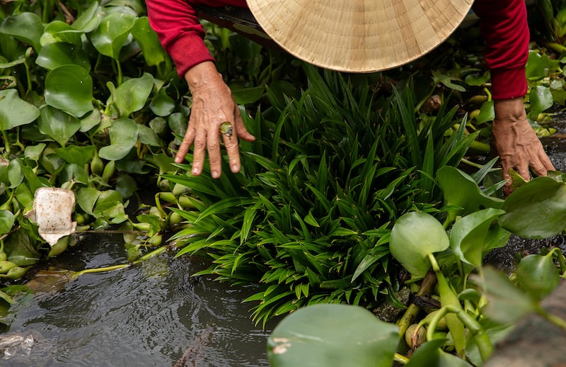 A fisherwoman flicks away a piece of styrofoam as she washes vegetables in the waters of Vietnam's Mekong Delta.