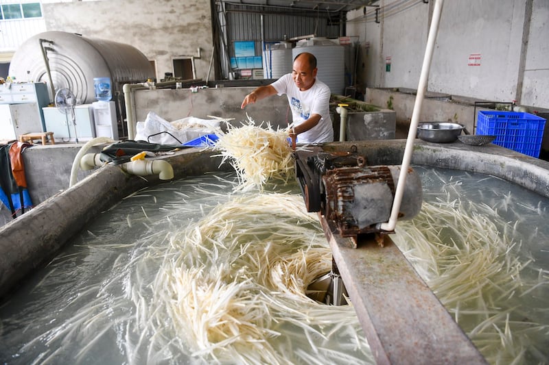 An employee processes goose feathers for export at a factory of Chengdu Chengyu Sports Goods Co., Ltd, a supplier for Yonex's feather shuttlecock manufacturing business, Aug. 11, 2021 in Chengdu, Sichuan Province, China. (Zhang Lang/China News Service via Getty Images)