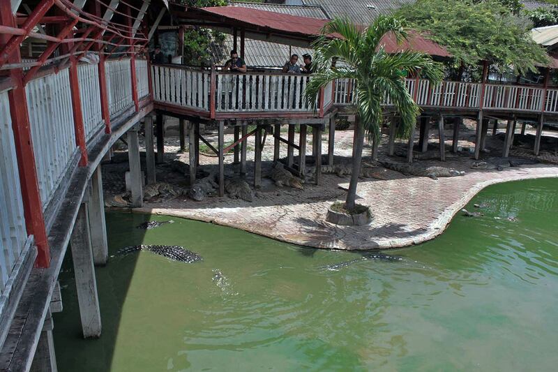 Crocodiles at a farm in which a woman jumped in and committed suicide in Samut Prakan, Sept. 15, 2014. According to an academic paper from 2022, suicide is the leading cause of death among middle‐aged adults in Thailand. (AFP photo)