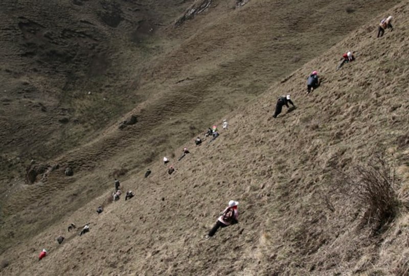 Local residents search for caterpillar fungus on Laji Mountain in Guide county, western China's Qinghai province, in an undated photo. Credit: Reuters file photo