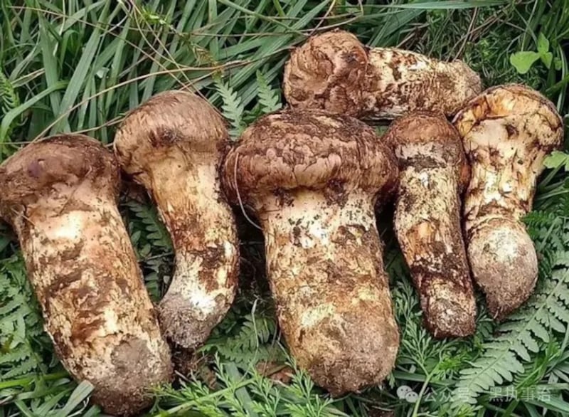 Matsutake mushrooms, seen in this undated photo, are referred to as 'oak mushrooms' in a nod to their symbiotic relationship with evergreen oak trees in Tibet. (Citizen journalist)