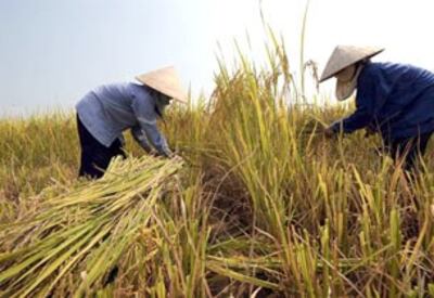 Nông dân đang mùa gặt lúa ở Đồng Bằng Sông Cửu Long