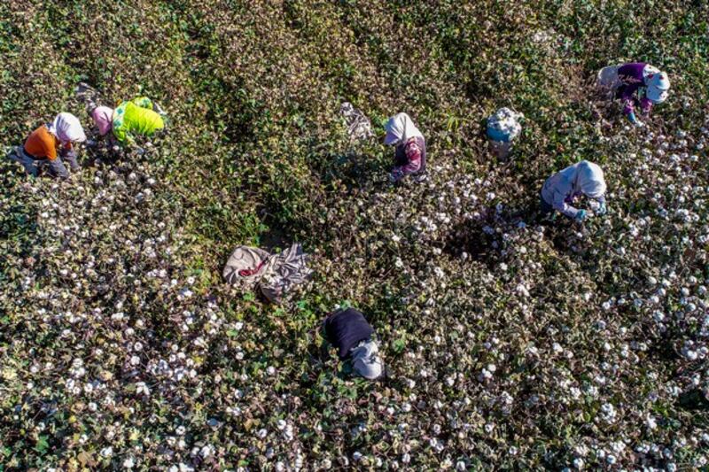 Farmers pick cotton in a field in Hami in northwestern China's Xinjiang region, Oct. 14, 2018. (AFP)