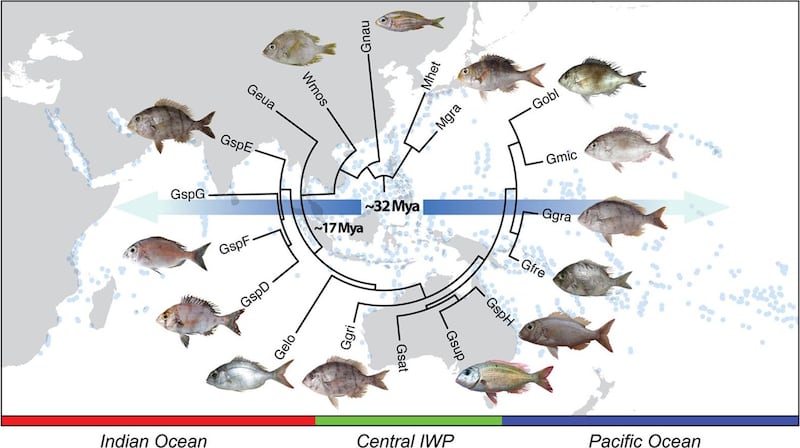 南海是生物多样性热点，近年台湾研究团队在南海发现不少鱼类新种。（陈韦仁提供）