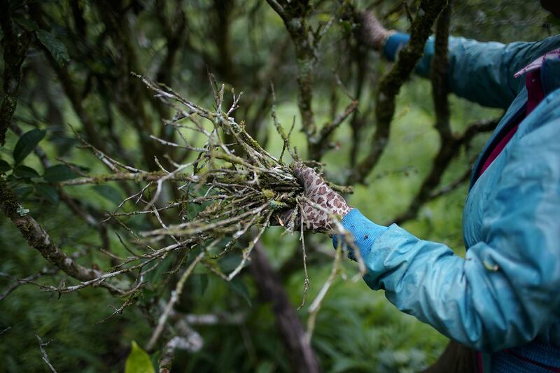 茶树对温度、湿度等条件敏感，茶农巡视茶园、修剪枯枝。（路透社）