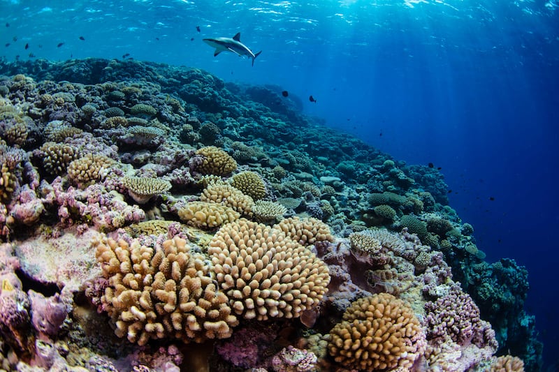 This undated photo received from National Geographic Pristine Seas on Jan. 28, 2025, shows Fore reef of Bokak Atoll in the Marshall Islands.