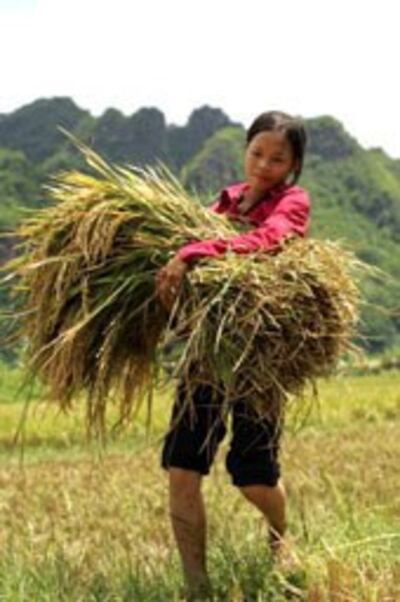 Nông dân Việt Nam sống nghèo khổ đời này qua đời khác. AFP