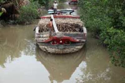 Một nhánh sông Mêkông thuộc địa phận Việt Nam. RFA PHOTO.