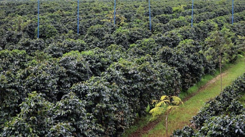 A view of a coffee plantation in Paksong district of southern Laos' Champasak province in September 2018. (RFA)