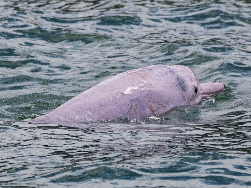 A  'pink dolphin'  swims in the waters off the coast of Hong Kong, Sept. 20, 2020.