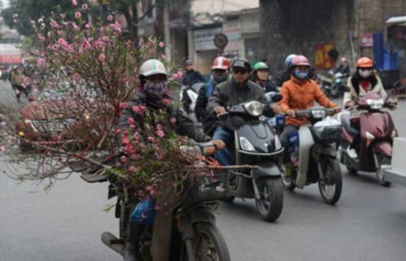 Một nông dân chở hoa đào bán Tết ở Hà Nội hôm 23/1/2017. 