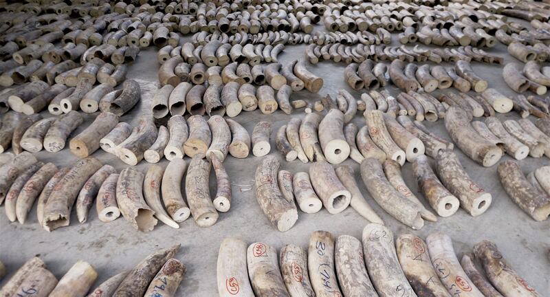 A photo released by Singapore's National Parks Board shows seized ivory at a holding area in Singapore, part of a haul of smuggled elephant ivory and pangolin scales from Africa destined for Vietnam, July 22, 2019. Credit: AFP/National Parks Board