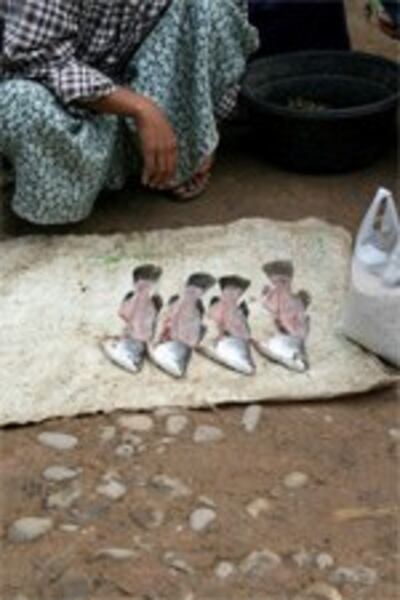 Fish skeletons for sale on the street near Mrauk U, to be boiled for fish head soup, early 2008.