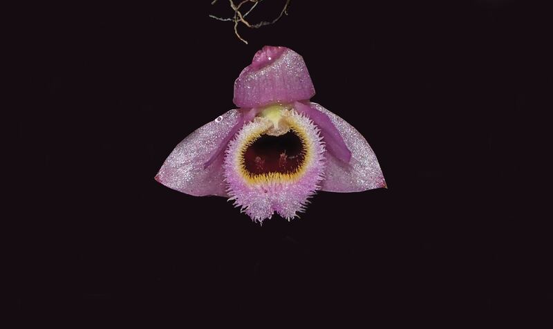 LAOS_Dendrobium fuscifaucium_Keooudone Souvannakhoummane.png