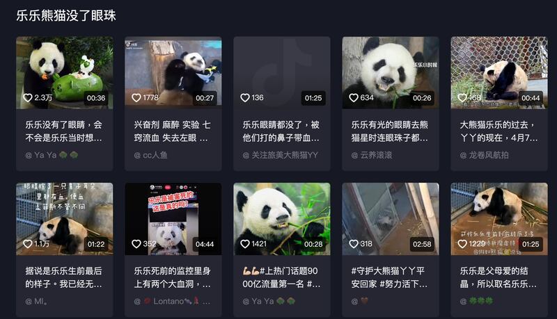 抖音上有很多讨论大熊猫乐乐的眼睛遭挖去变卖的视频（抖音截图）